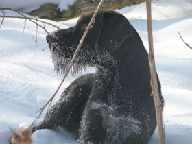 Regent im Schnee