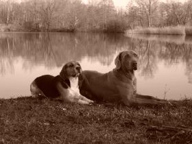 Ello (rechts) und Enzo